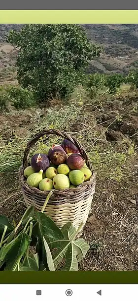 Image illustrative de l’article Figue sèche de Beni Maouche
