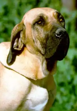 Fila brasileiro de robe fauve