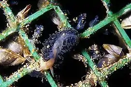 Fiona pinnata (Fionidae)