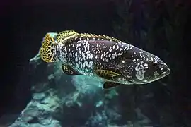 Epinephelus lanceolatus