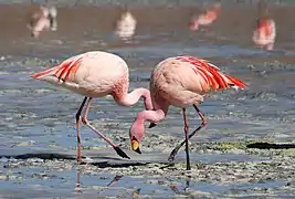 Flamants de James sur la laguna Colorada