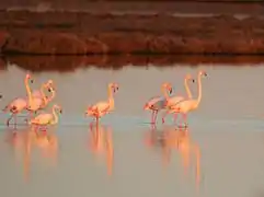 Flamants roses au lac Vistonída.