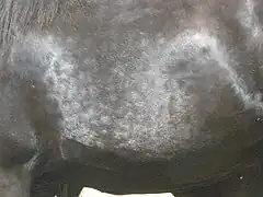 Rubican sur le flanc