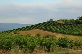 Vignoble de Flassan à 500 mètres d'altitude.