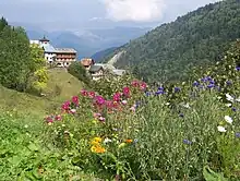 Fleurs de montagne près du hameau de Celliers (La Léchère) sur la route du col de la Madeleine