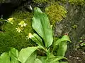 Erythronium tuolumnense