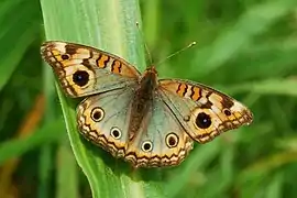 Junonia genoveva
