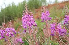 Gros plan sur des épilobes rose vif.