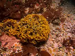 Primavelans insculpta (Pacificincolidae).