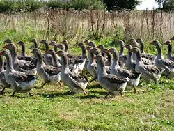 Troupeau d'oies de Toulouse