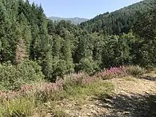 Forêt autour de Saint-Melany.