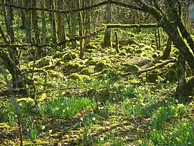 Image illustrative de l’article Forêt d'Arc-en-Barrois