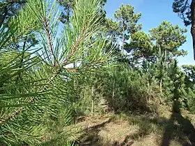 Image illustrative de l’article Forêt de Saint-Trojan