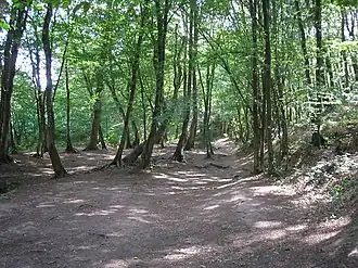 Image illustrative de l’article Forêt de Paimpont