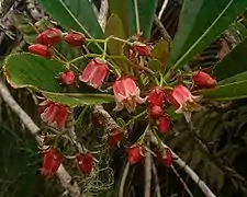 Bois de Laurent Martin