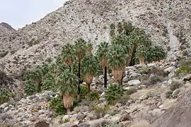 Un groupe de palmier poussant où il y a de l'eau, parc national de Joshua Tree.
