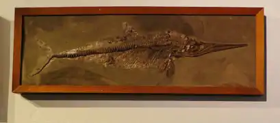 Squelette de Stenopterygius.