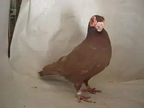 Image illustrative de l’article Œil-de-fraise