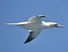 Fou de Bassan en vol.