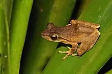 Polypedates leucomystax de couleur brune