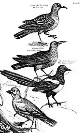 Planche d’Ornithologia.