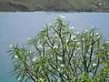 Frangipanier blanc (Plumeria alba), sur Grand Îlet.