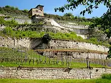 Photographie montrant le vignoble allemand en terrasse. La vigne a pu conquérir cette zone septentrionnale au climat froid, grâce à ces vignes en terrasse maçonnées ; elle est conduite sur un palissage haut. En haut de la côte, une maison avec terrasse domine les ceps.
