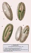 Frontonia  leucas d'après Ehrenberg, 1838