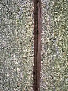 Vue rapprochée d'un tronc d’arbre parcouru par une fissure.