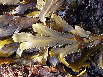 Stramenopila/Chromista - Fucus serratus.