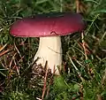Photo Russula