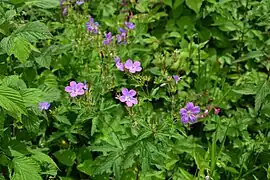 Géranium des bois, Xonrupt.