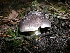  Photographie en vue latérale d'un champigon à chapeau hémisphérique, gris, devenant presque blanc sur la marge, et à pied blanc très légèrement teinté de jaune
