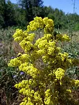 Gaillet(Galium verum).