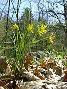 Fleurs de Gagée à spathe vues de côté