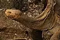Diego, la tortue géante des Galapagos qui a sauvé son espèce.