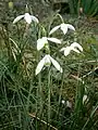 Galanthus reginae-olgae