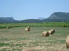 Vue sur le Pic Saint-Loup depuis Galargues.