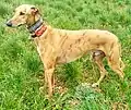 Galgo de 2,5 ans
