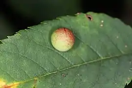 Galle de Diplolepis eglanteriae.