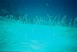 Espèce non identifiée photographiée au large de Bali, Indonésie. Les spécimens de ce cliché sont libres; tous les autres de cette page sont captifs d'aquariums publics.