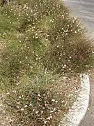 Touffes de gaura à Los Angeles en mars.