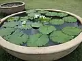 Nymphaea lotus