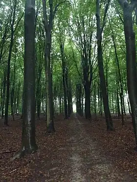 Image illustrative de l’article Gasthuisbossen (Ypres)