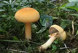 Phaeolepiota aurea, un Agaricales