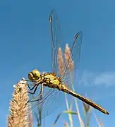 Sympetrum vulgatum (Odonatoptera)