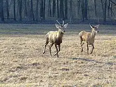 La forêt de Gemenc (hu), dans le parc national Duna-Dráva.
