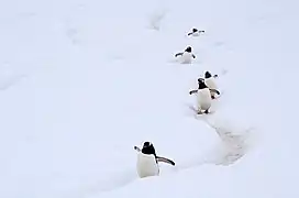 Manchots papous cheminant dans un de leurs sentiers