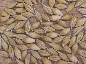 Grains d'orge « vêtus » (glumelles adhérant au caryopse).