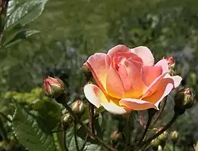 Image illustrative de l’article Ghislaine de Féligonde